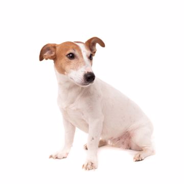 Jack Russell Terrier Profil 1 (1) Jack Russell Terrier Profil 1 (1)